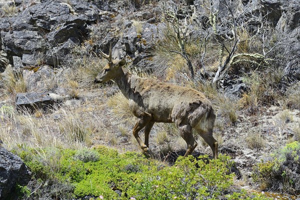 South Andean deer