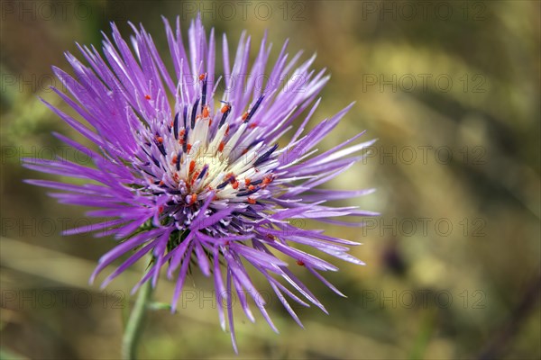 Blossom of Purple Milk Thistle (Galactites tomentosus)