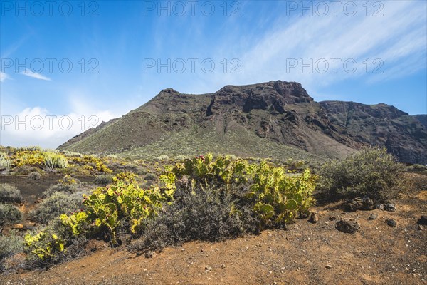 Indian fig opuntias (Opuntia ficus-indica) in a barren volcanic landscape