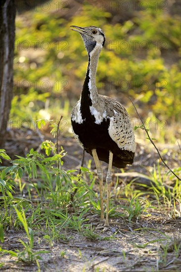 Black-bellied bustard (Lissotis melanogaster)