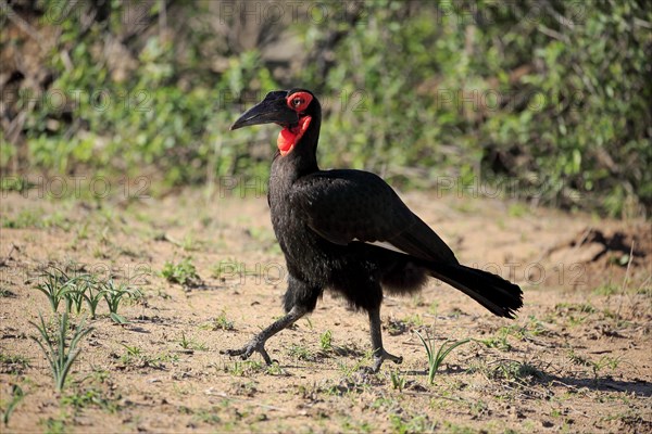 Southern ground hornbill (Bucorvus leadbeateri)