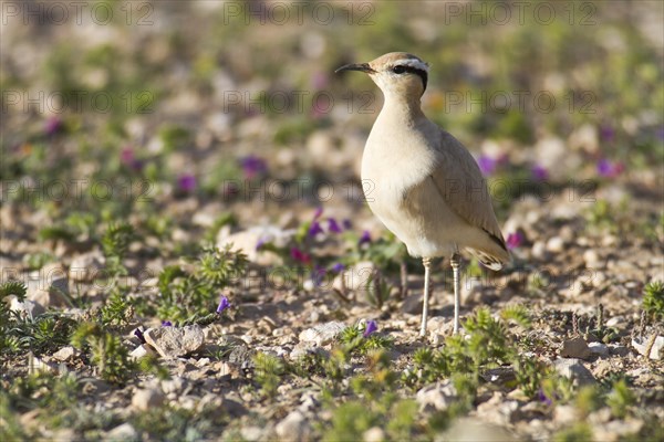 Cream-coloured Courser (Cursorius cursor)