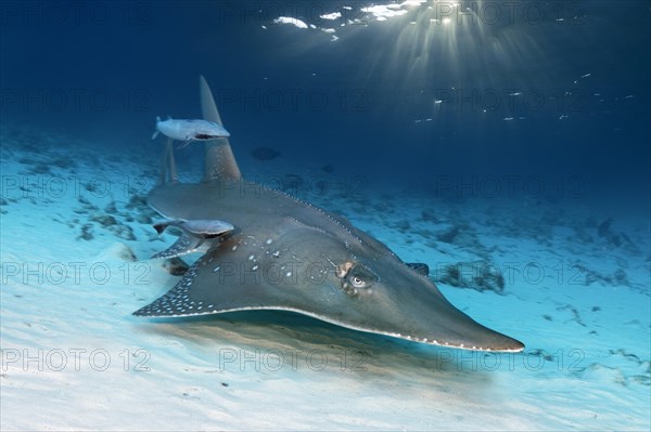 Giant Guitarfish (Rhynchobatus djiddensis) with Live sharksucker (Echeneis naucrates)