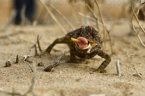 Namaqua chameleon (Chamaeleo namaquensis)