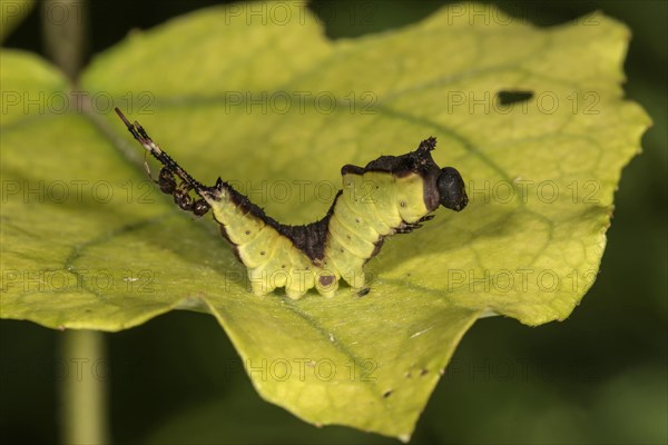 Puss moth (Cerura vinula)