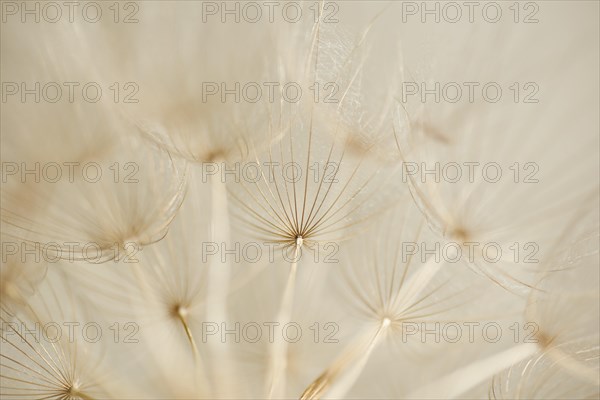 Meadow salsify (Tragopogon pratensis)