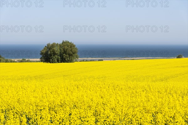 Rape field