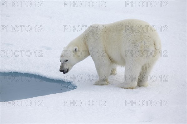 Polar bear (Ursus maritimus) at a meltwater lake in pack ice
