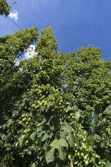 Hop umbels (Humulus lupulus) on the plant