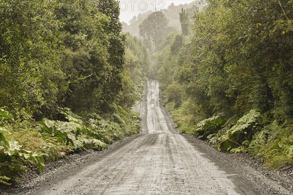 Corrugated iron pavement of Carretera Austral in temperate rainforest