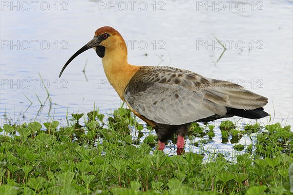 Buff-necked ibis (Theristicus caudatus) stands in the water