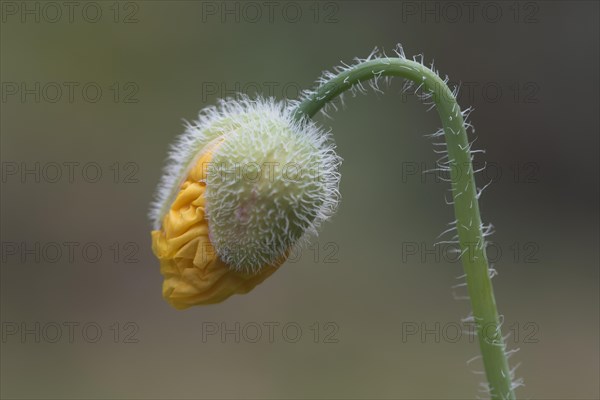 Welsh poppy (Meconopsis cambrica)