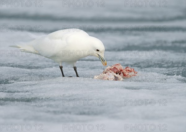 Ivory gull (Pagophila eburnea) feeding the rest of a carcass