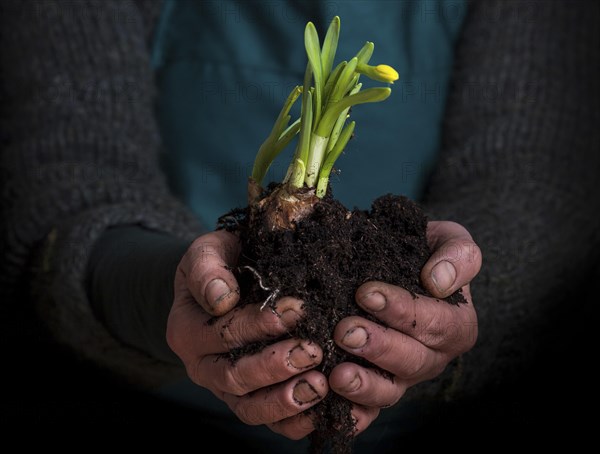 Hands holding blossoming wild daffodil (Narcissus pseudonarcissus) with soil