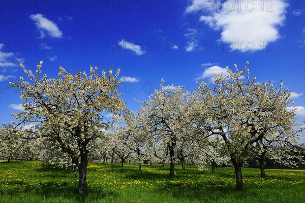 Flowering cherry trees