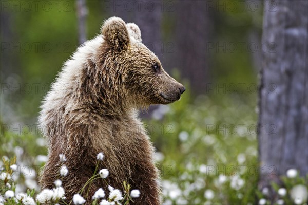 Brown bear (Ursus arctos)