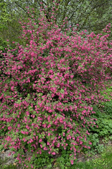 Flowering currant (Ribes sanguineum)