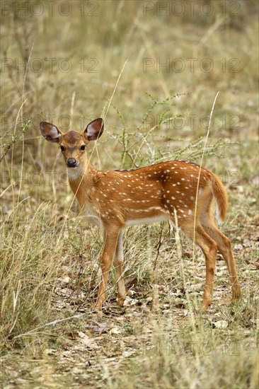 Chital (Axis axis)