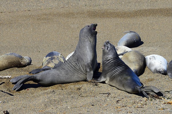 Southern elephant seals (Mirounga leonina)