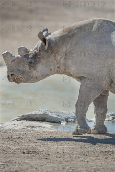 Black rhinoceros (Diceros bicornis)