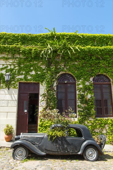 Car wreck of an oldtimer overgrown with plants