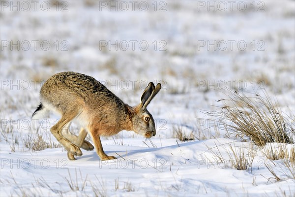 European hare (Lepus europaeus)