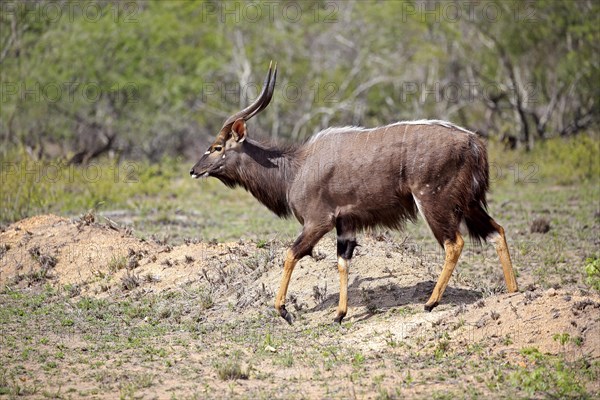 Nyala (Tragelaphus angasii)