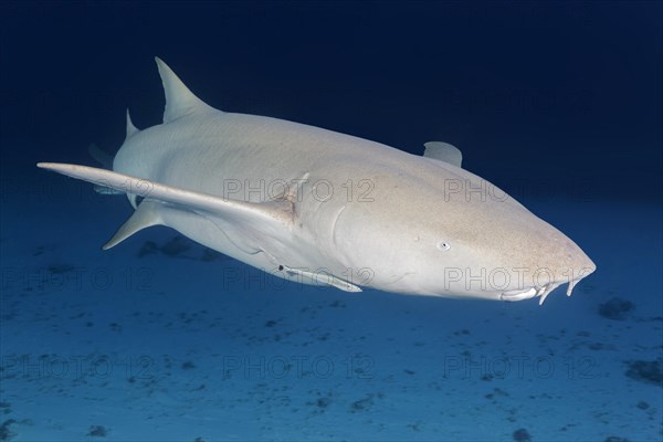 Tawny nurse shark (Nebrius ferrugineus)