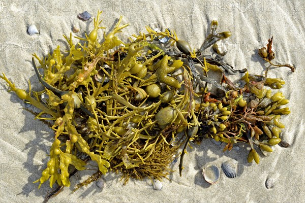 Rockweed (Ascophyllum nodosum) and bladder wrack (Fucus vesiculosus) at the sandy beach