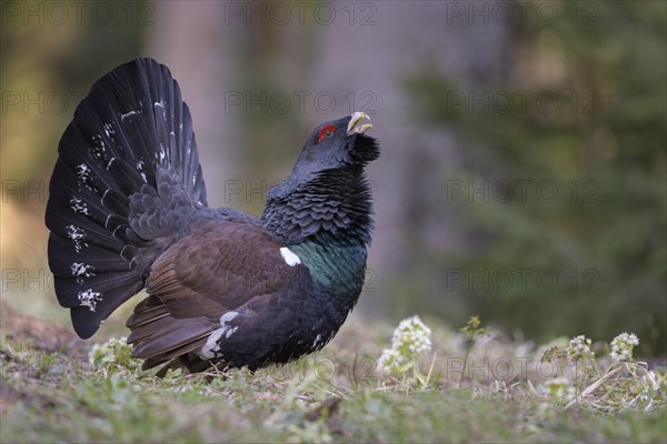 Western capercaillie (Tetrao urogallus)