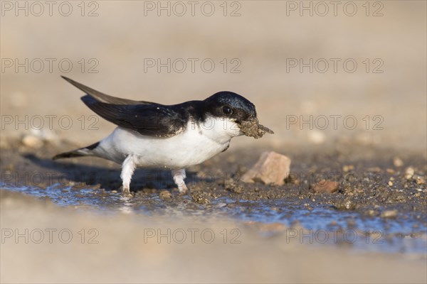 Common house martin (Delichon urbicum)