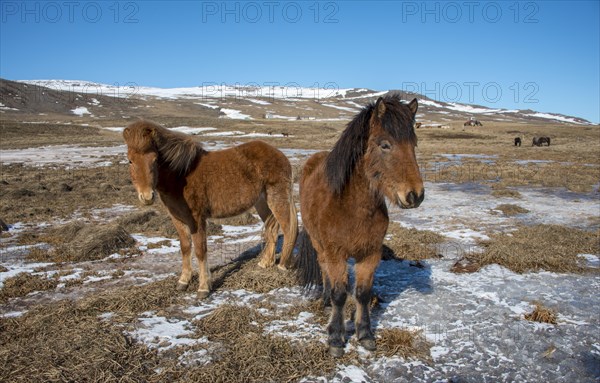 Icelandic horses (Equus przewalskii f. caballus)