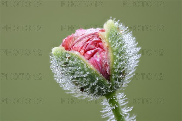 Corn poppy (Papaver rhoeas)