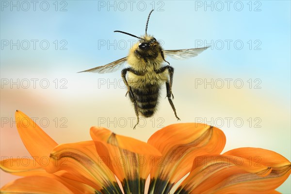 Common Carder-bee (Bombus pascuorum)