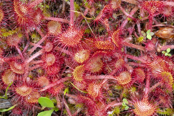 Common sundew (Drosera rotundifolia)