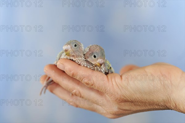 Budgerigars (Melopsittacus undulatus)