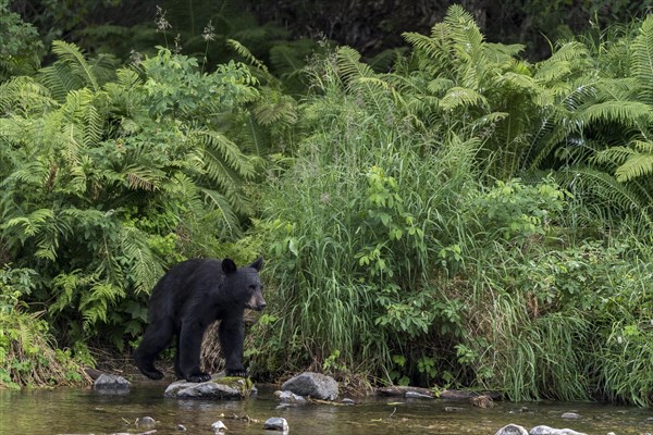 American Black Bear (Ursus Americanus) on the banks of the Russian River