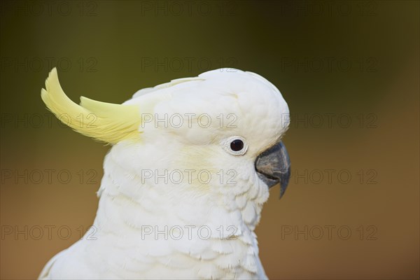 Sulphur-crested cockatoo (Cacatua galerita)