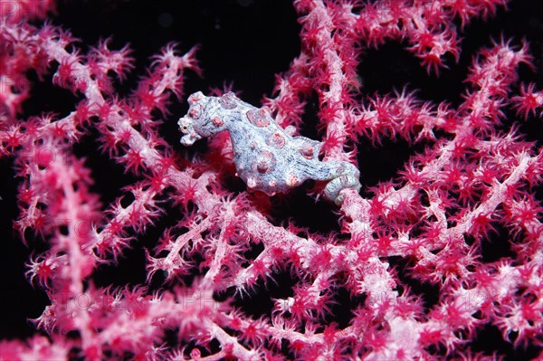 Pygmy seahorse (Hippocampus bargibanti)