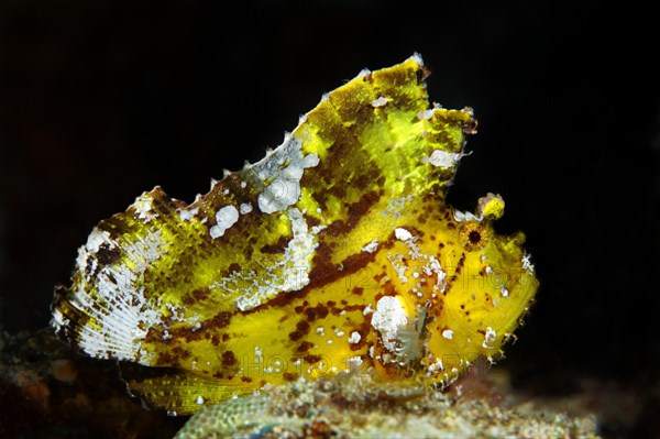 Leaf scorpionfish (Taenianotus triacanthus)