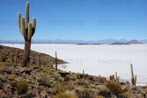 Cacti (Echinopsis atacamensis) on the island of Isla Pescado in the salt lake