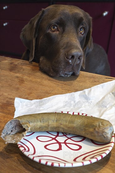 Labrador looks at a plate with liverwurst