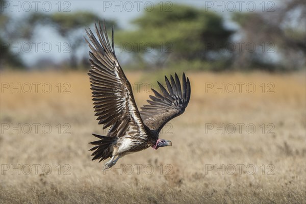 Nubian vulture (Torgos tracheliotus) on departure