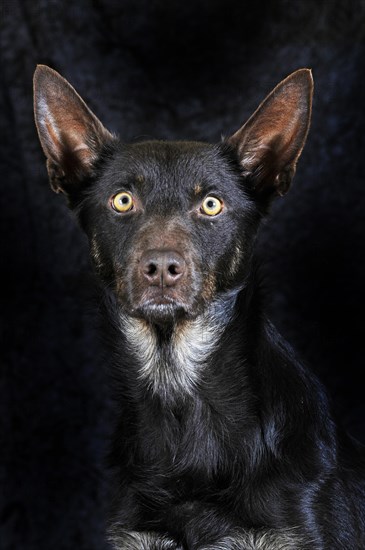 Australian Kelpie