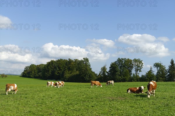 Cows on the pasture