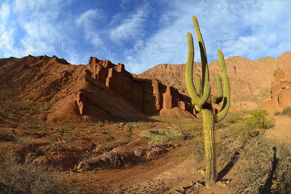 Cactus (Echinopsis atacamensis) in front of red rocks in canyon Quebrada de las Conchas