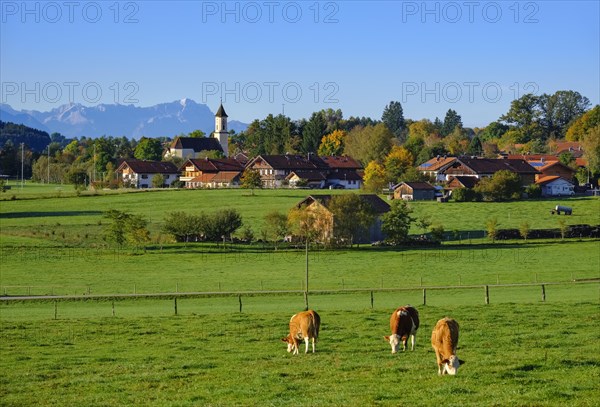 Cows graze in a meadow