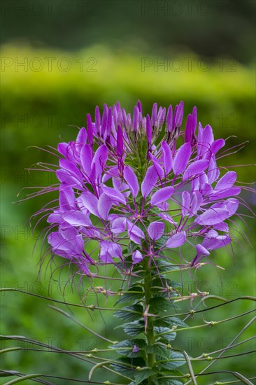 Flowering spiny spiderflower (Tarenaya hassleriana)