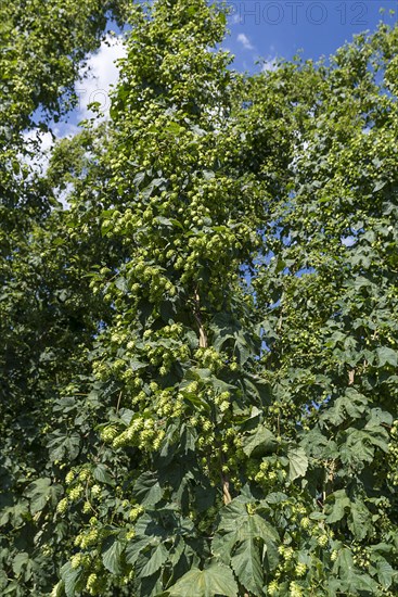 Hop umbels (Humulus lupulus) on the plant