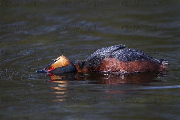 Horned Grebe (Podiceps auritus)